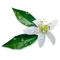 White flower used as gin garnish